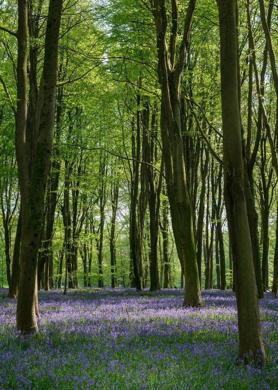 Photo by Charles Miller